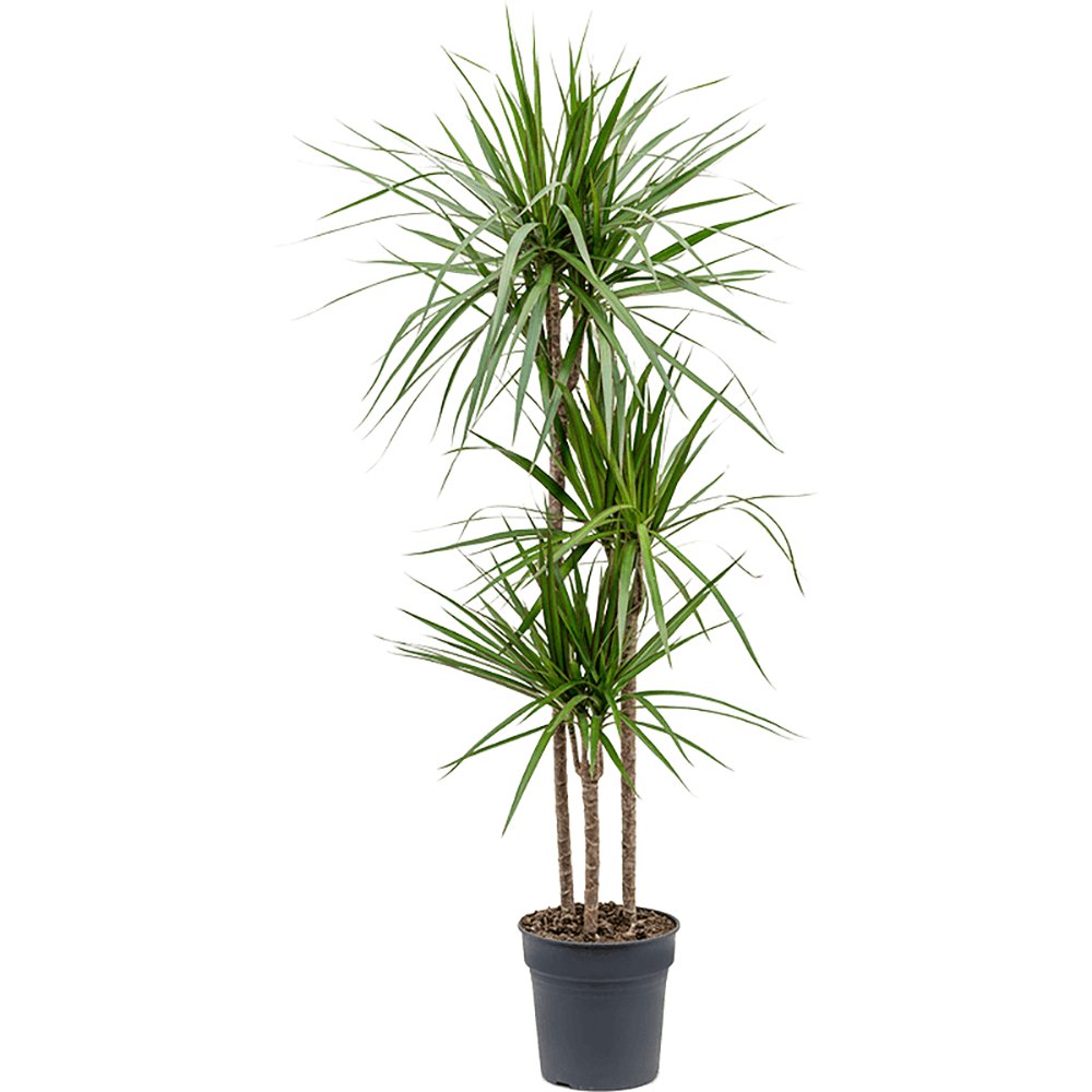 Trunchiul Fericirii (Dracena) Marginata, 3 Tulpini - 130 cm