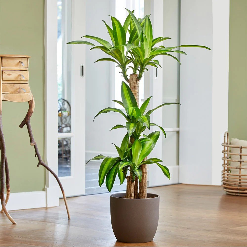 Trunchiul Fericirii (Dracena) Massangeana, Tulpini Multiple - 135 cm