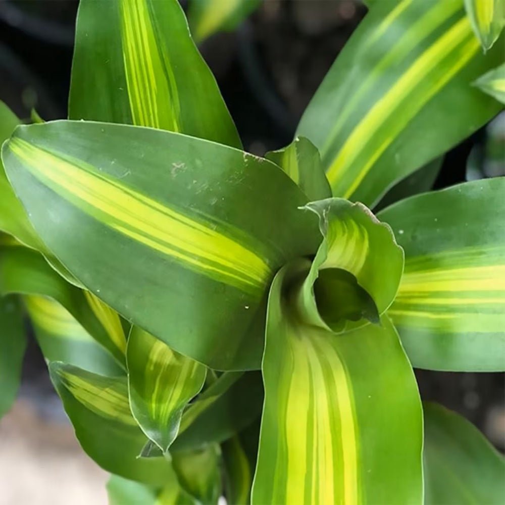 Trunchiul Fericirii (Dracena) Massangeana, Tulpini Multiple - 135 cm