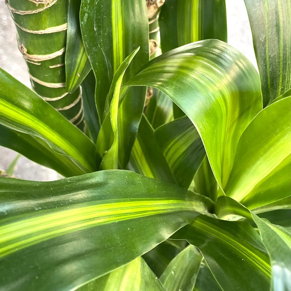 Trunchiul Fericirii (Dracena) Massangeana, Tulpini Multiple - 135 cm