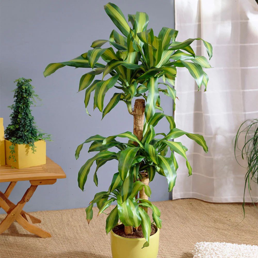Trunchiul Fericirii (Dracena) Massangeana, Tulpini Multiple - 135 cm