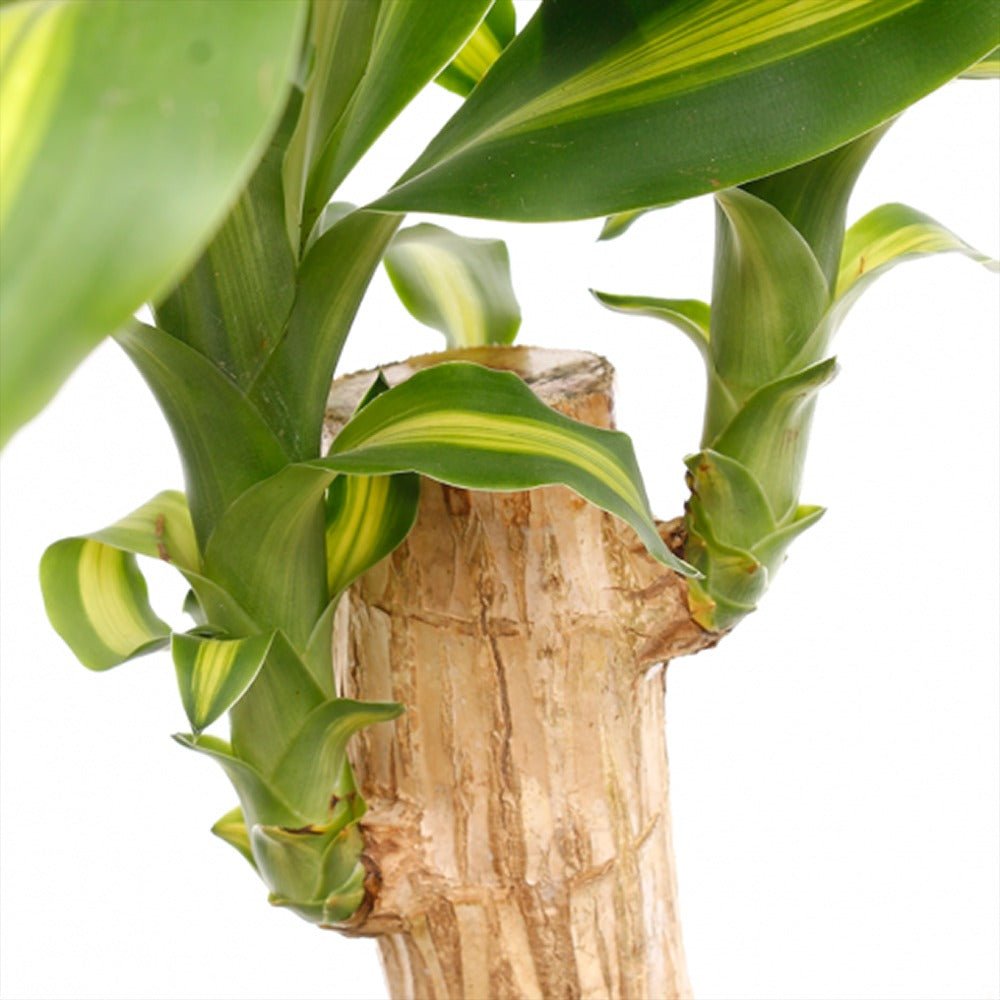 Trunchiul Fericirii (Dracena) Massangeana, Tulpini Multiple - 135 cm