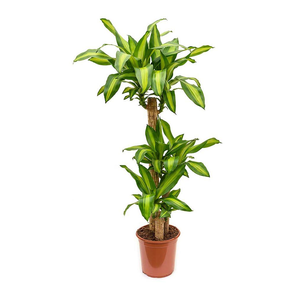 Trunchiul Fericirii (Dracena) Massangeana, Tulpini Multiple - 135 cm