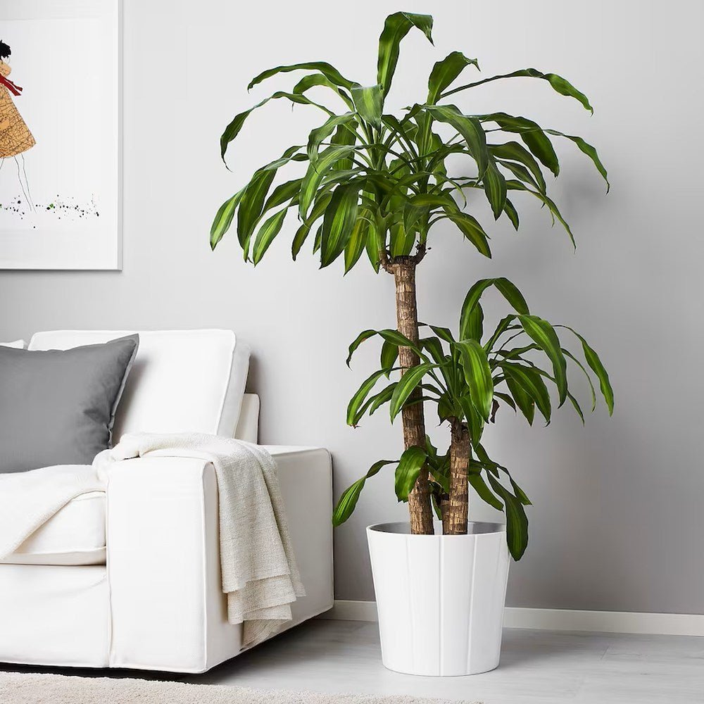 Trunchiul Fericirii (Dracena) Massangeana, Tulpini Multiple - 135 cm