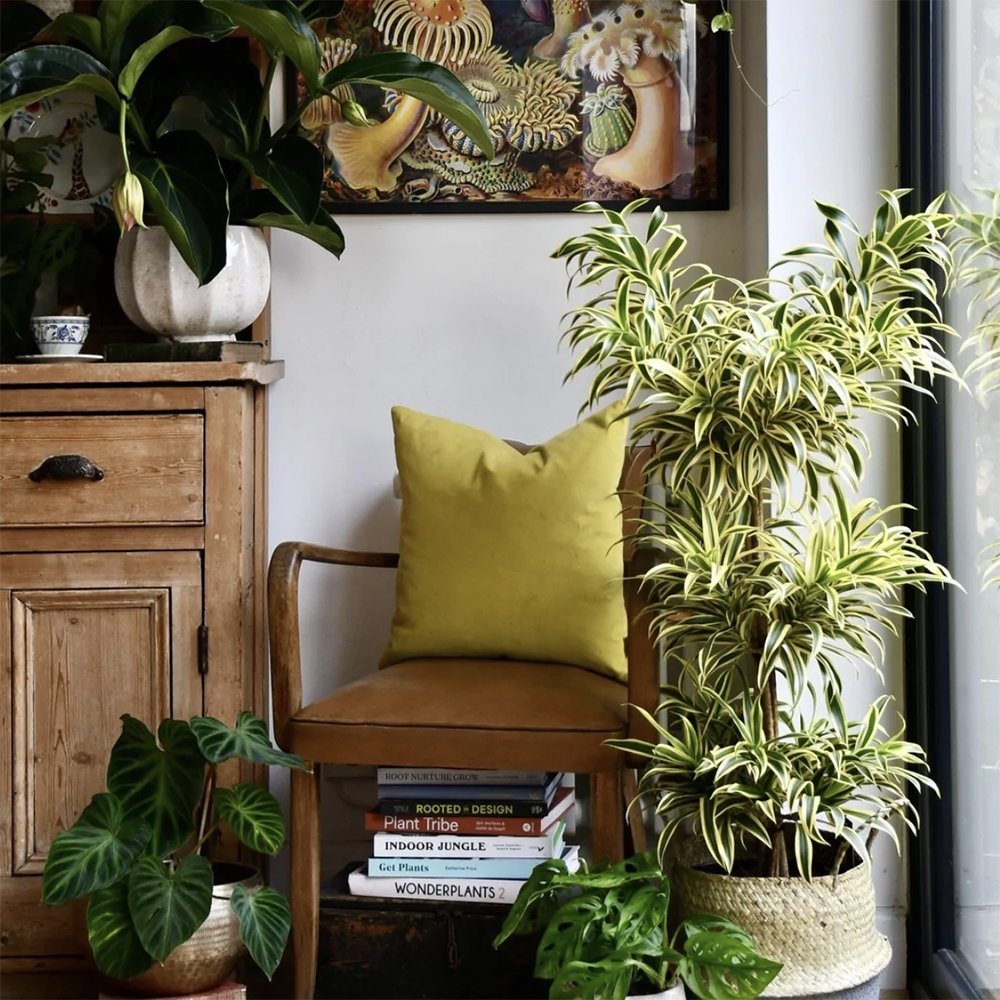 Trunchiul Fericirii (Dracena) Song Of India - 80 cm