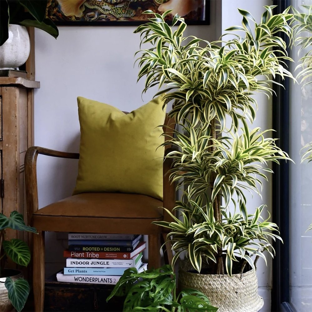 Trunchiul Fericirii (Dracena) Song Of India - 80 cm