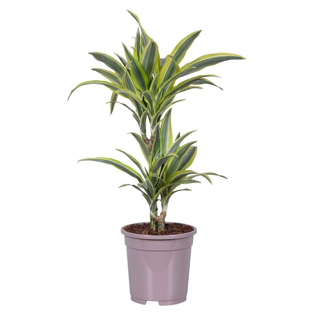Trunchiul Fericirii (Dracena) Lemon Lime, Tulpini Multiple - 60 cm
