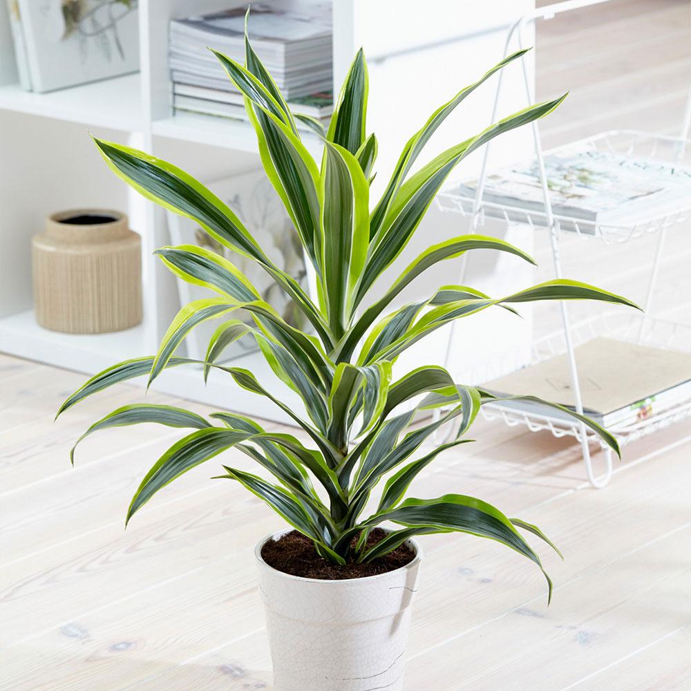 Trunchiul Fericirii (Dracena) Lemon Lime, Tulpini Multiple - 60 cm