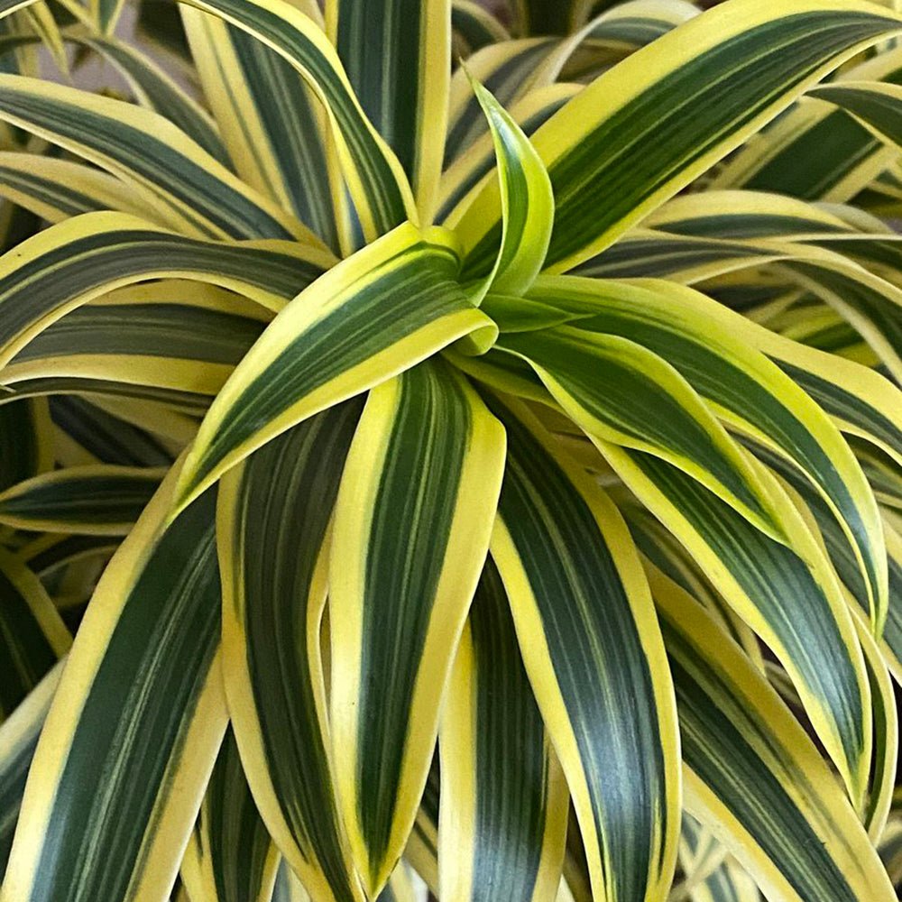 Trunchiul Fericirii (Dracena) Song Of India - 80 cm