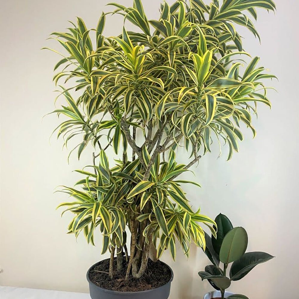 Trunchiul Fericirii (Dracena) Song Of India - 80 cm
