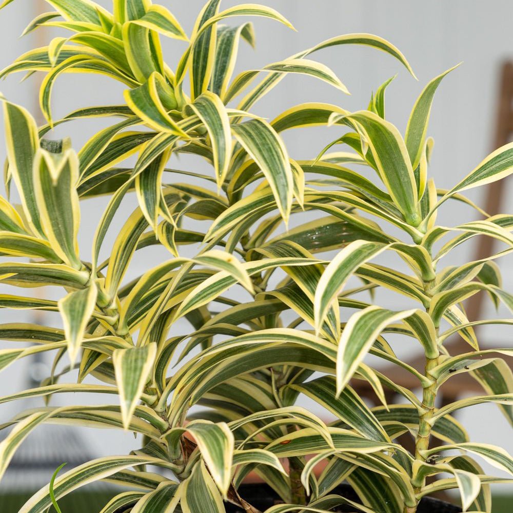 Trunchiul Fericirii (Dracena) Song Of India - 80 cm