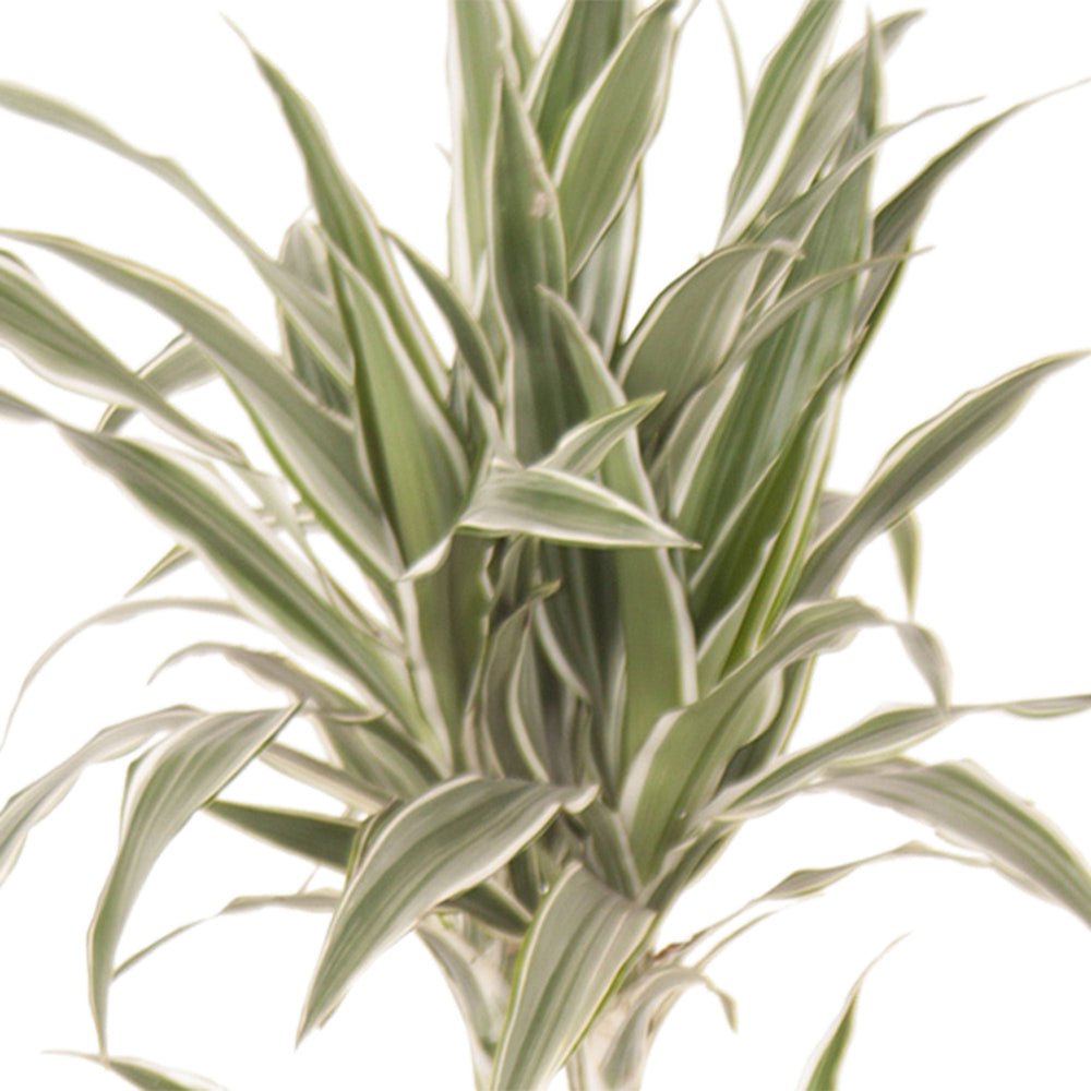Trunchiul Fericirii (Dracena) White Stripe, Tulpini Multiple - 90 cm