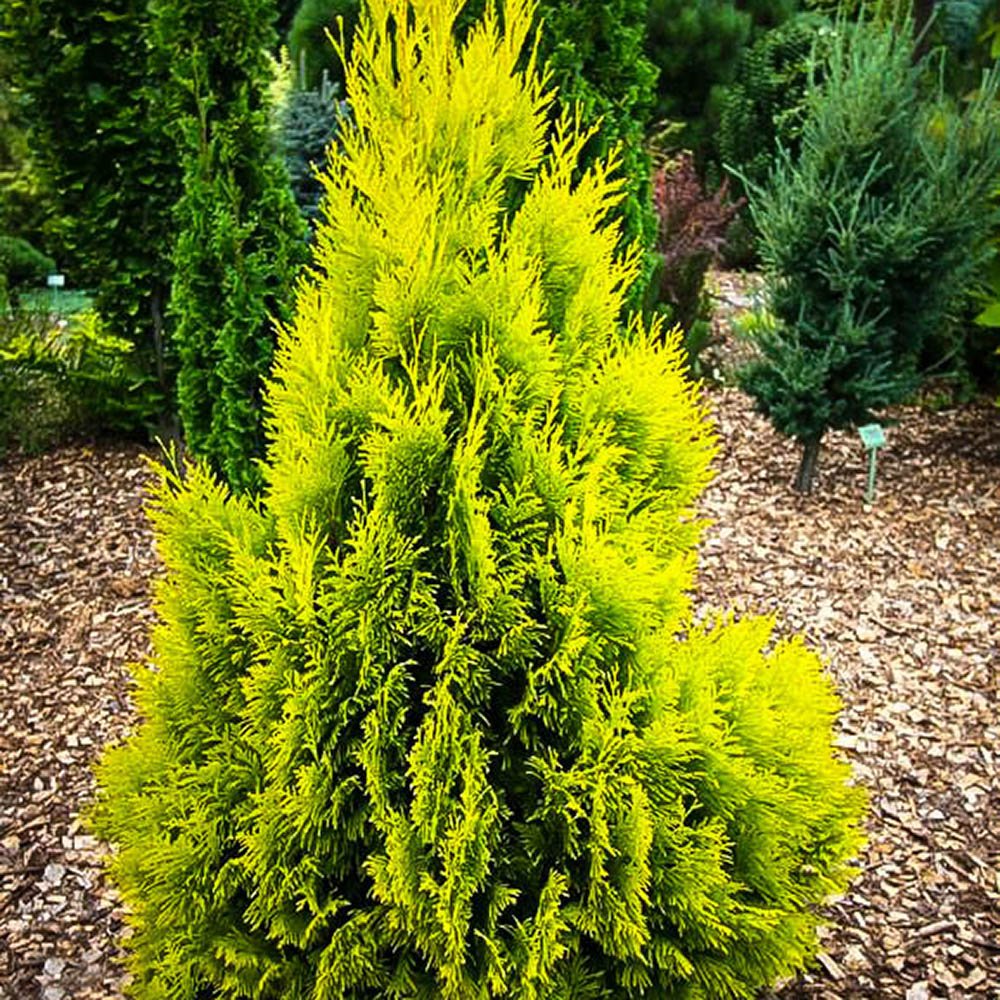 Tuia auriu 4Ever Goldy, gard viu vesnic verde