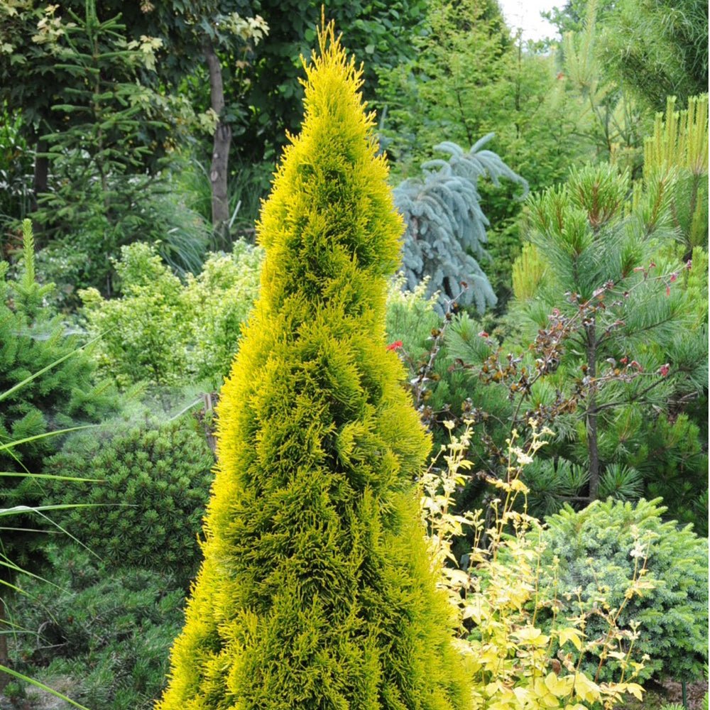 Tuia galben Filips Magic Moment, gard viu vesnic verde