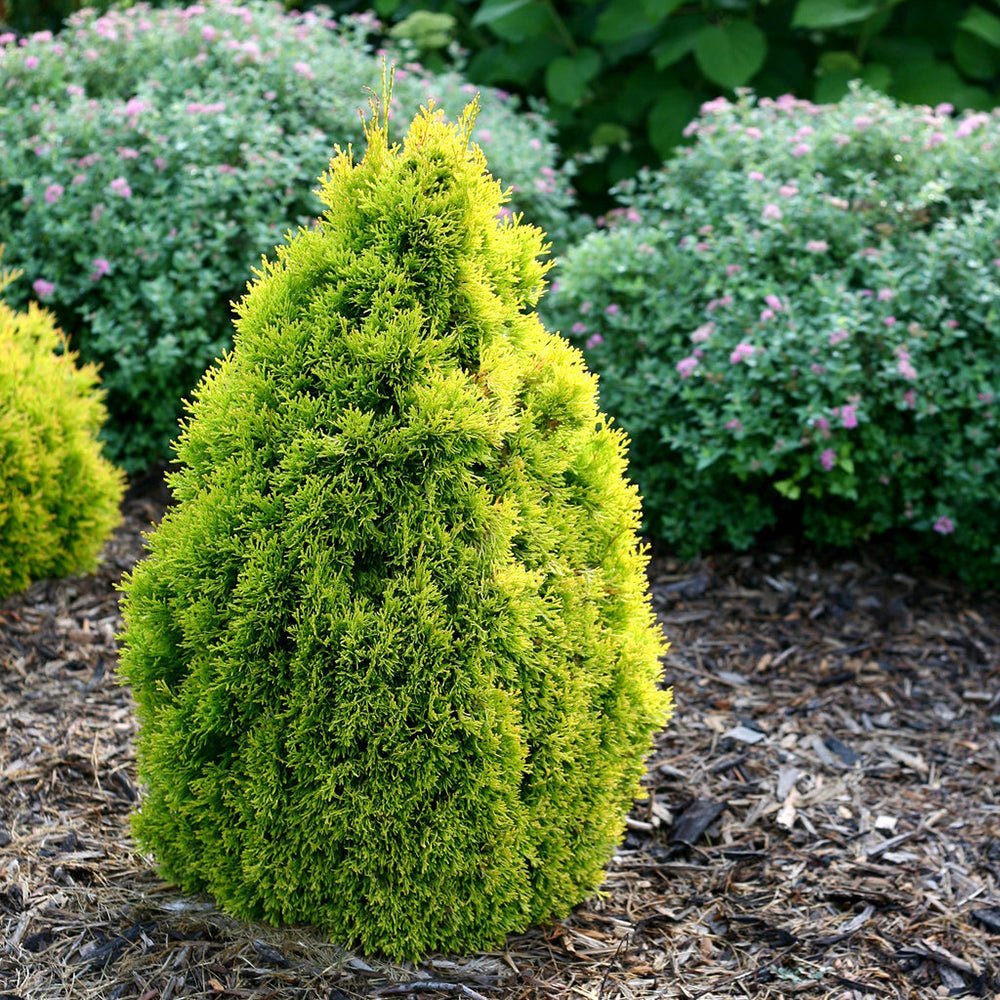 Tuia galben Filips Magic Moment, gard viu vesnic verde