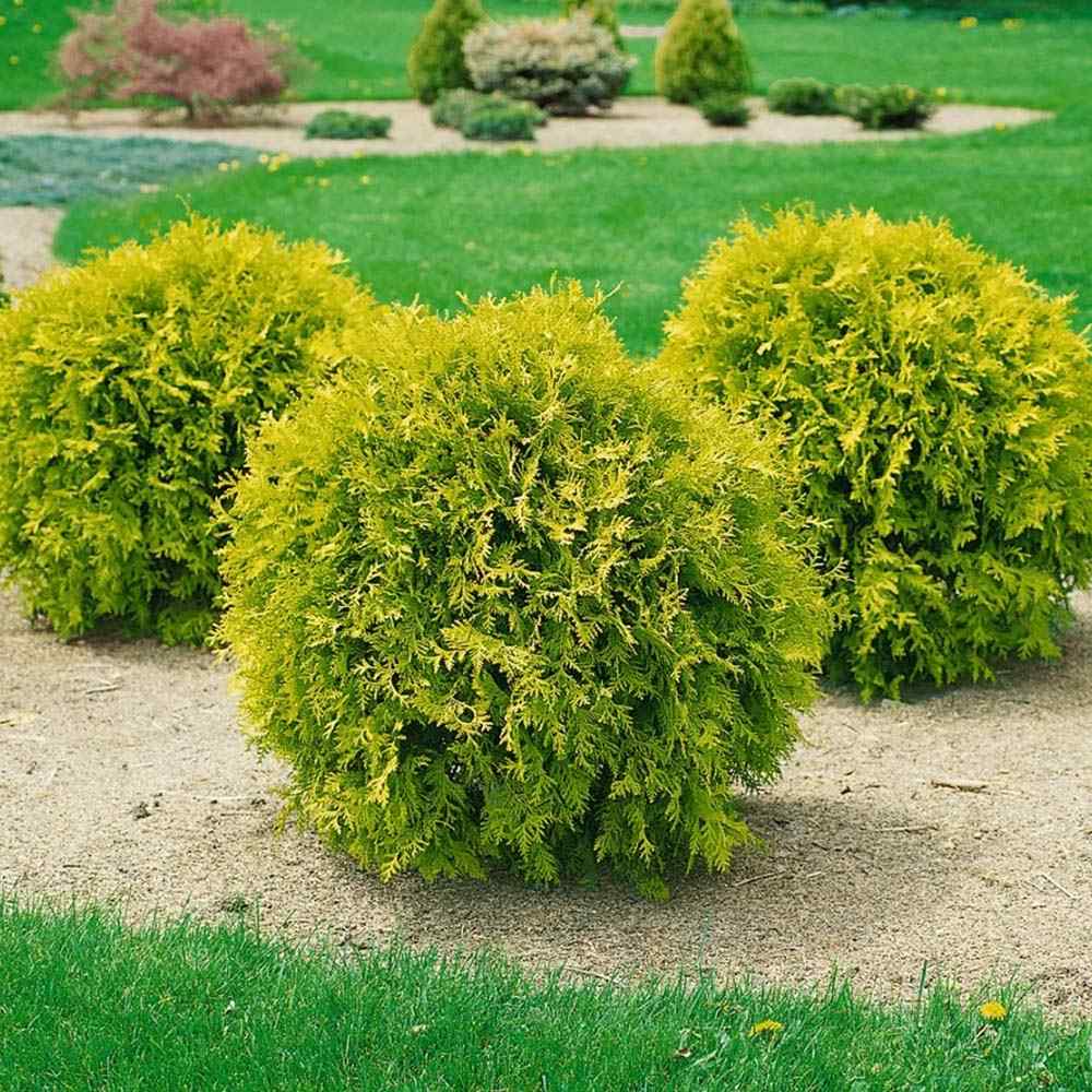 Tuia galben-verde Occidentalis Anniek