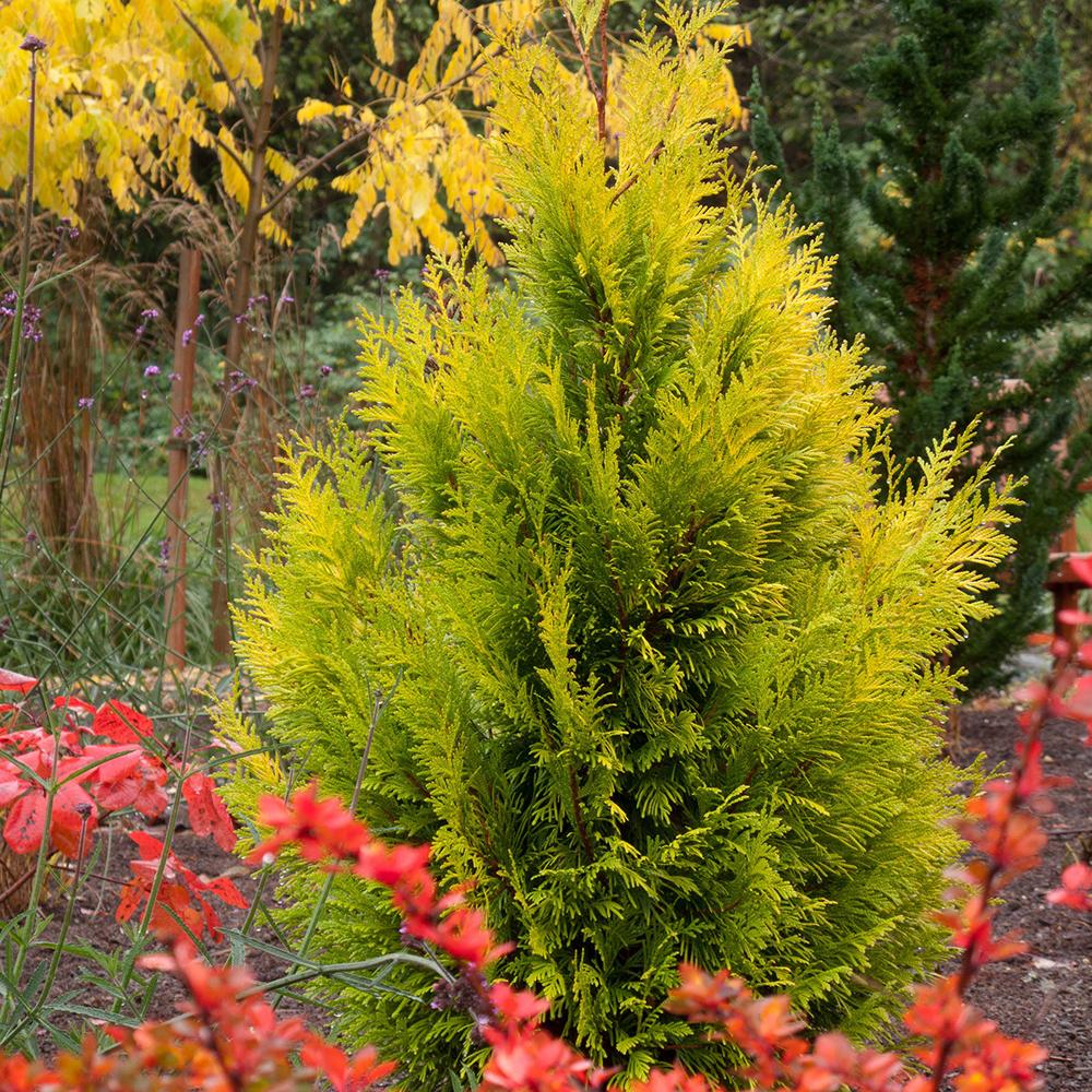 Tuia auriu 4Ever Goldy, gard viu vesnic verde