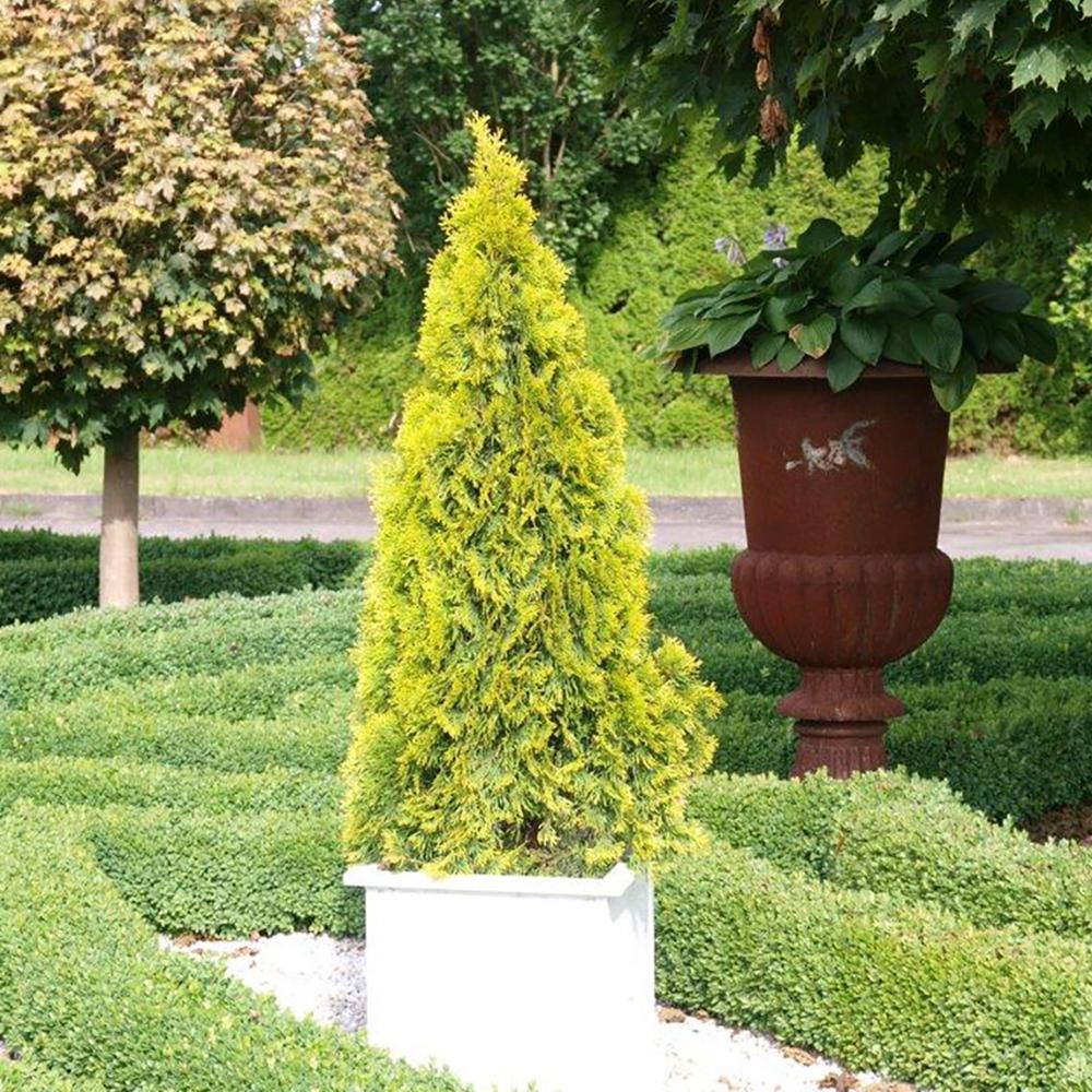 Tuia Occidentalis auriu Golden Smarald