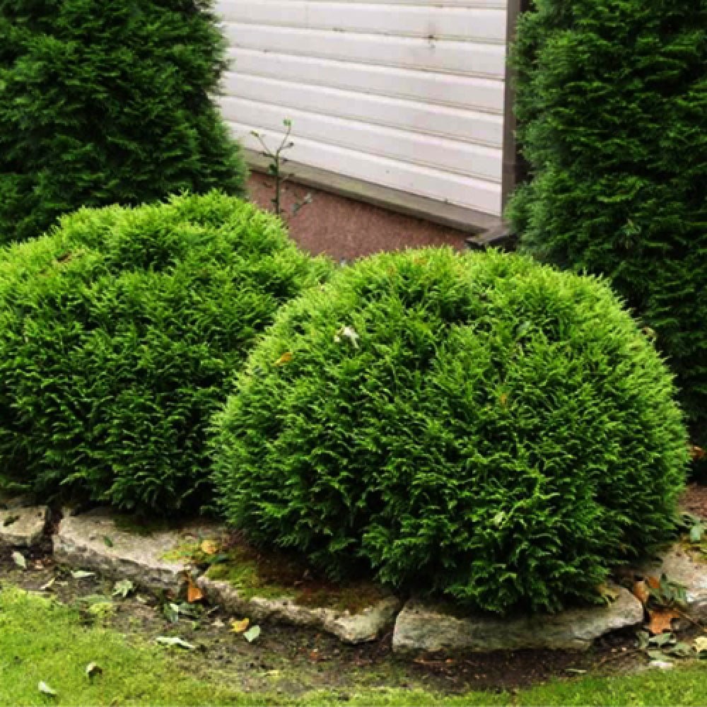 Tuia occidentalis globular verde-auriu Mirjam