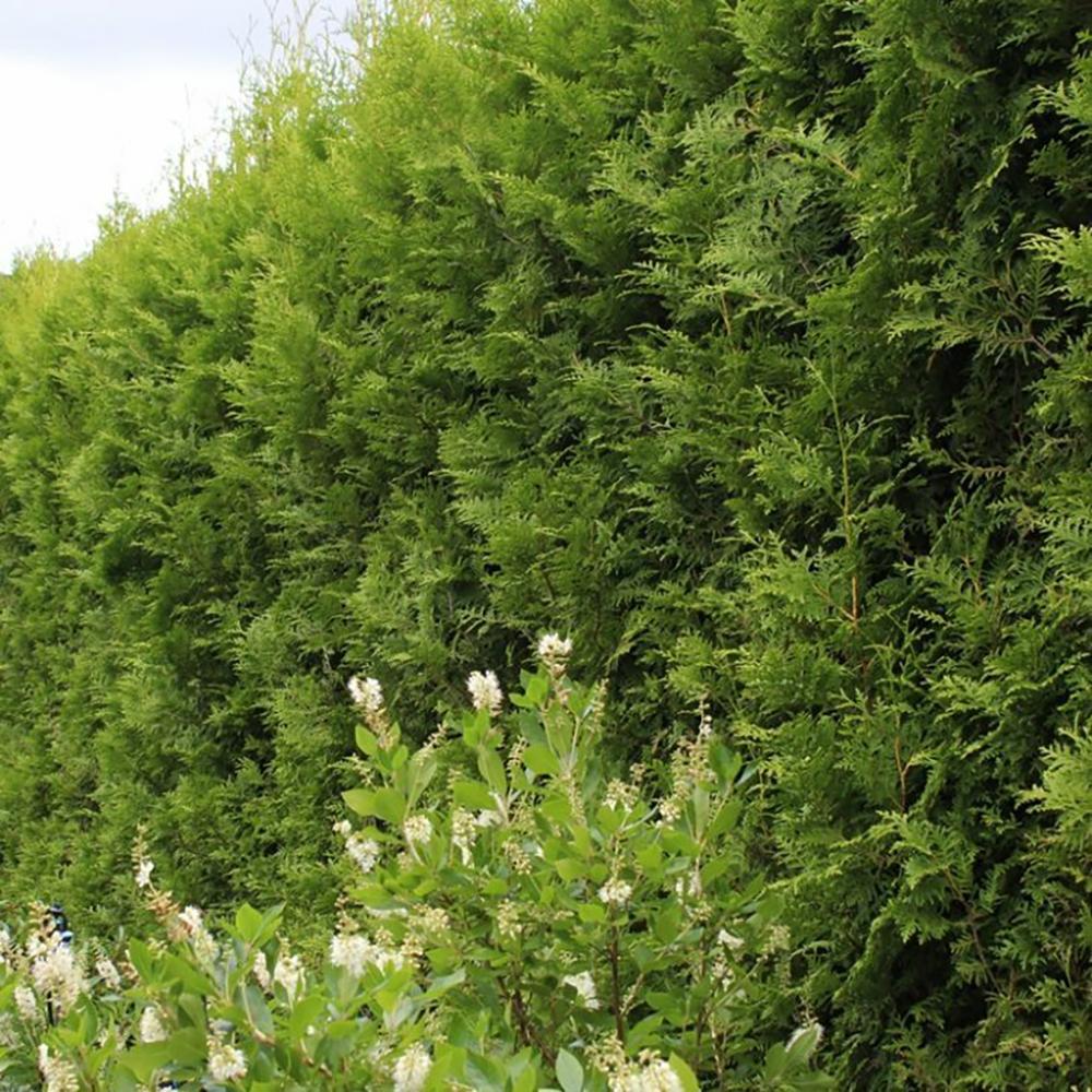 Tuia Occidentalis Brabant, gard viu vesnic verde