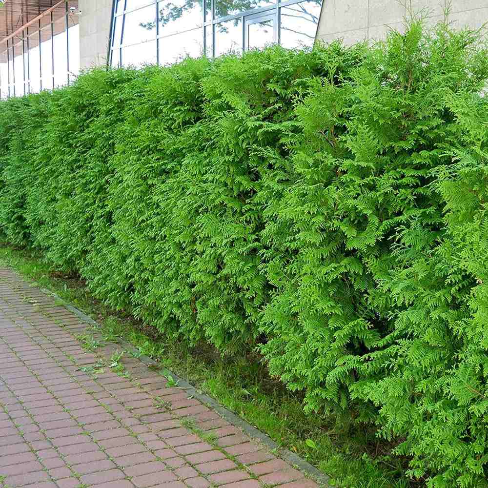 Tuia Occidentalis Brabant, gard viu vesnic verde