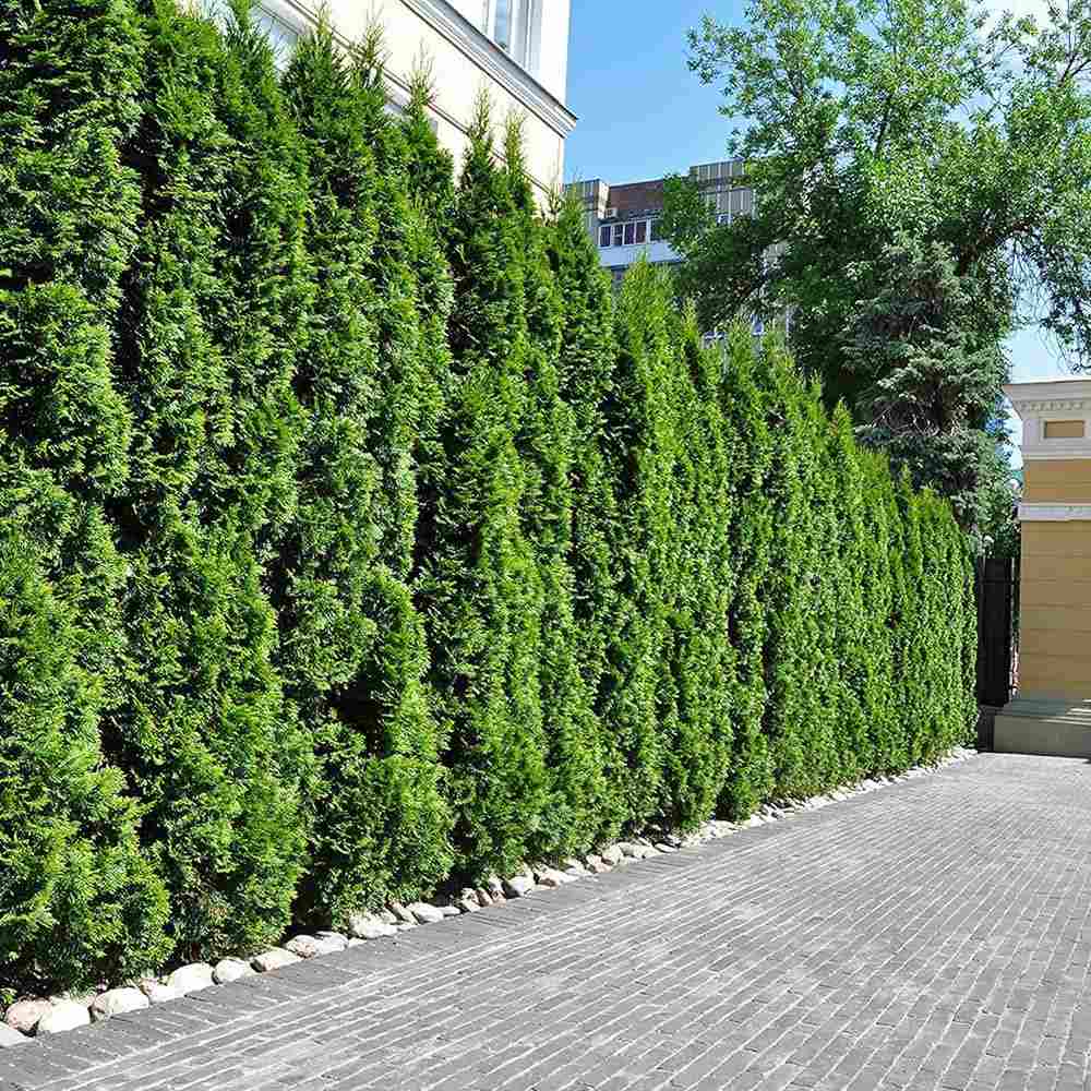 Tuia Occidentalis Brabant, gard viu vesnic verde