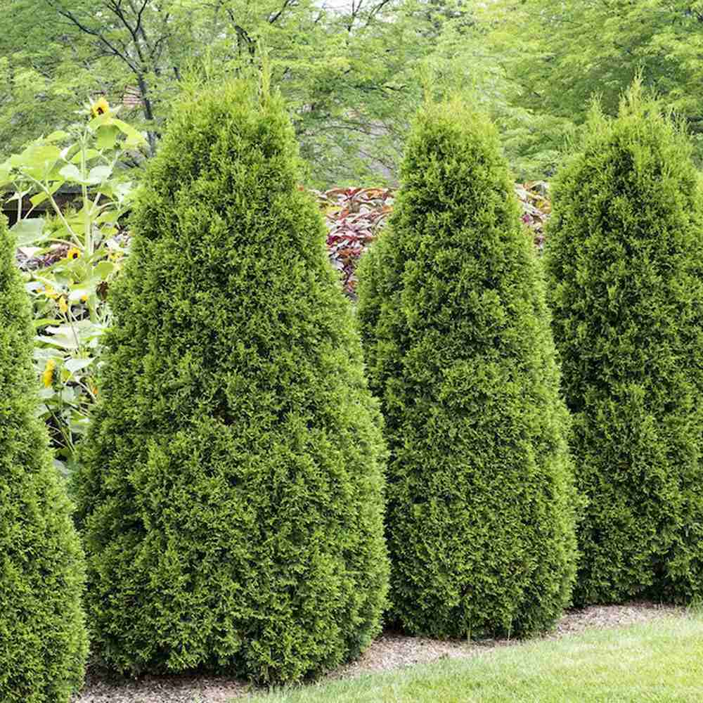 Tuia Occidentalis Brabant, gard viu vesnic verde