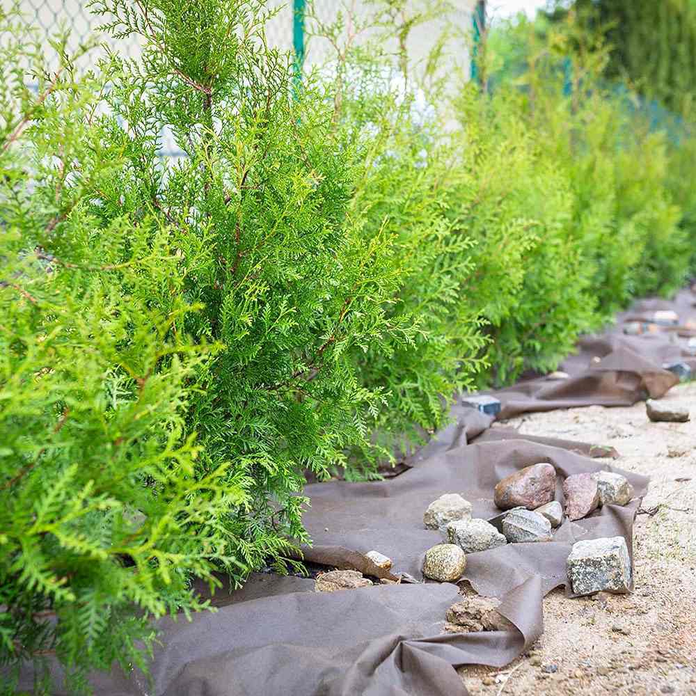 Tuia Occidentalis Brabant, gard viu vesnic verde