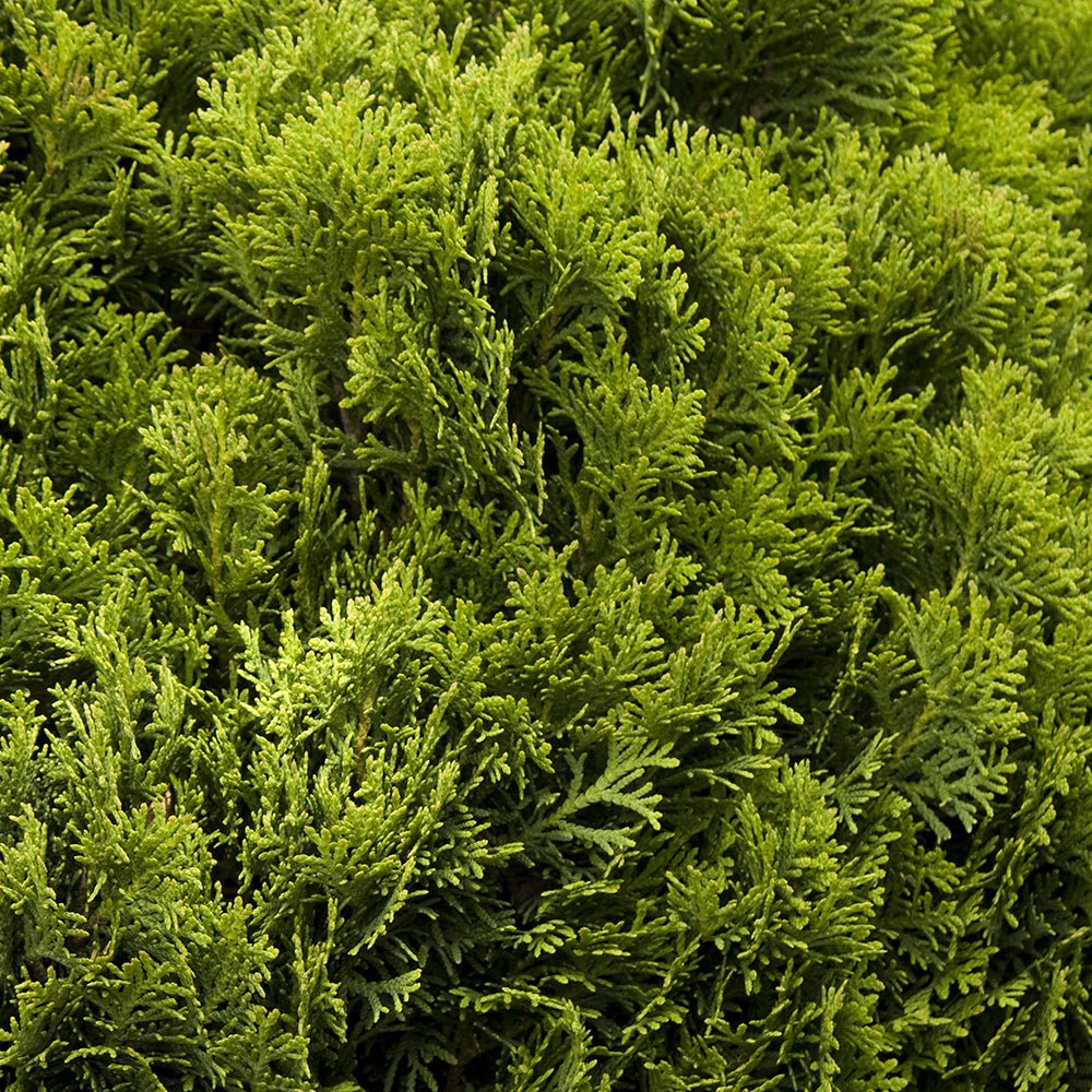 Tuia verde Danica, globular, vesnic verde, solitar sau gard viu