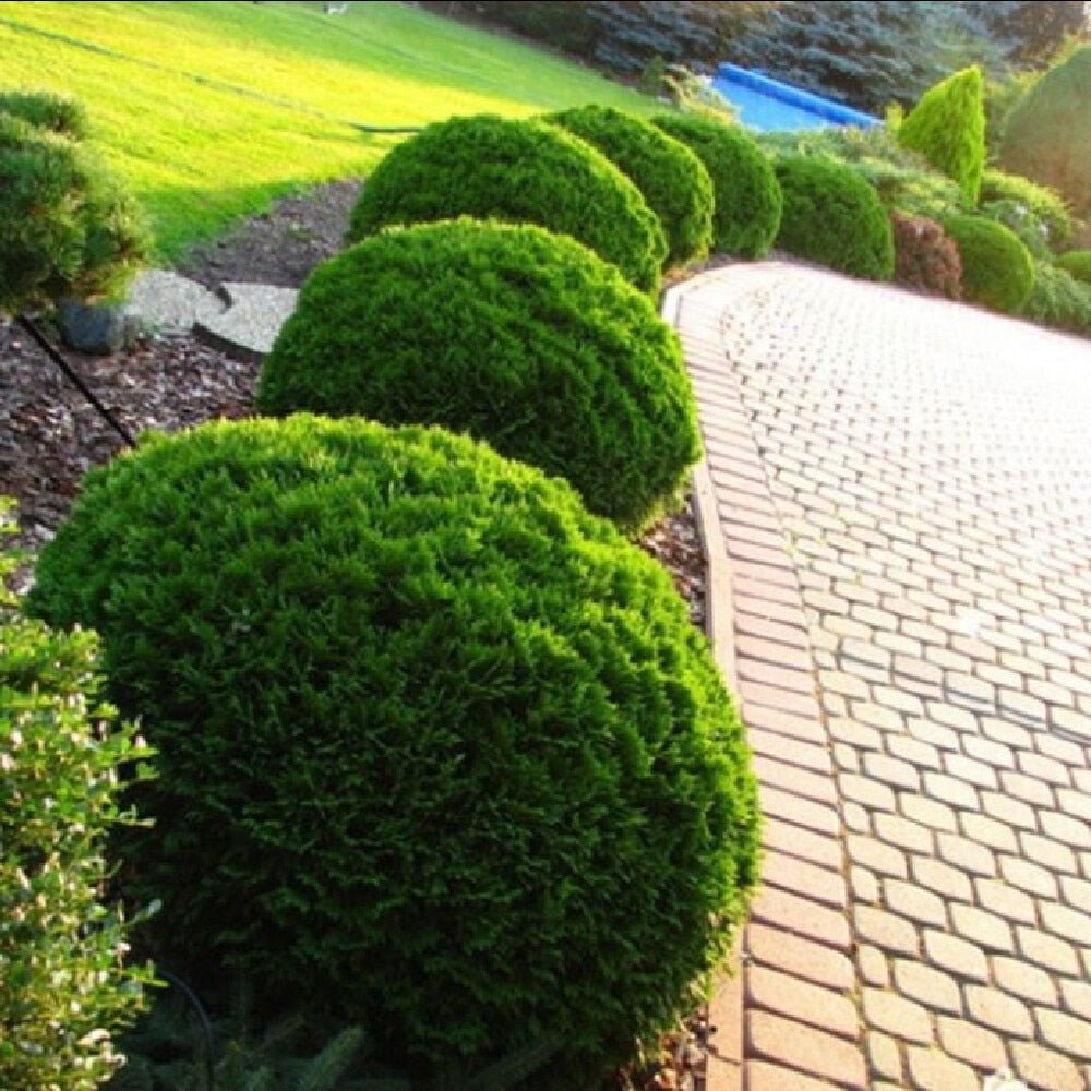 Tuia verde Danica, globular, vesnic verde, solitar sau gard viu