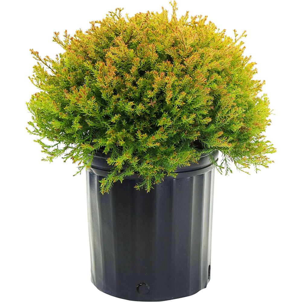 Tuia Occidentalis Fire Chief