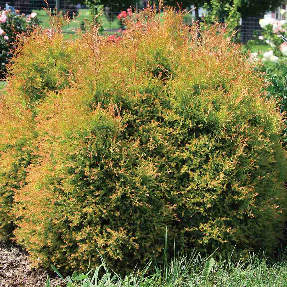 Tuia Occidentalis Fire Chief