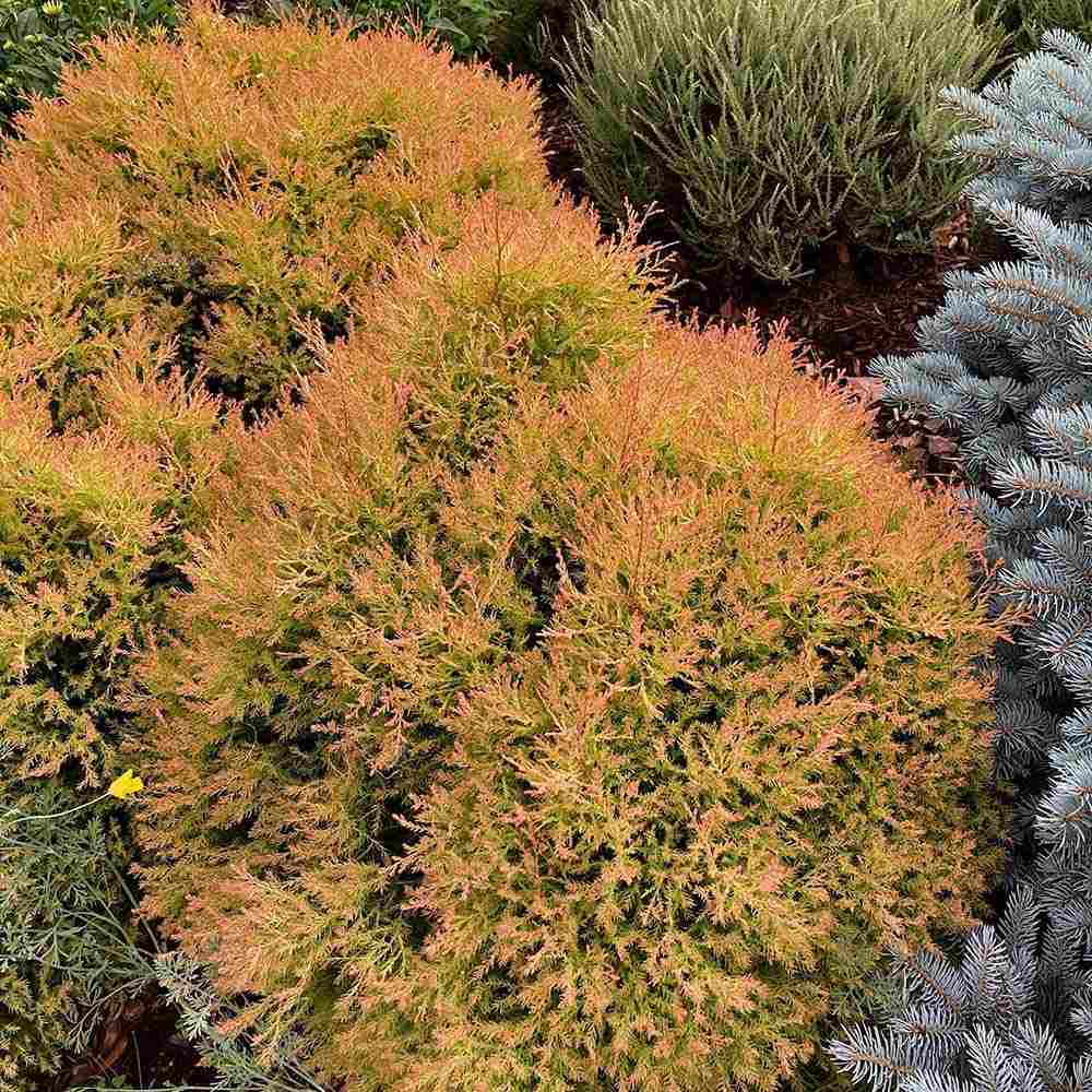 Tuia Occidentalis Fire Chief