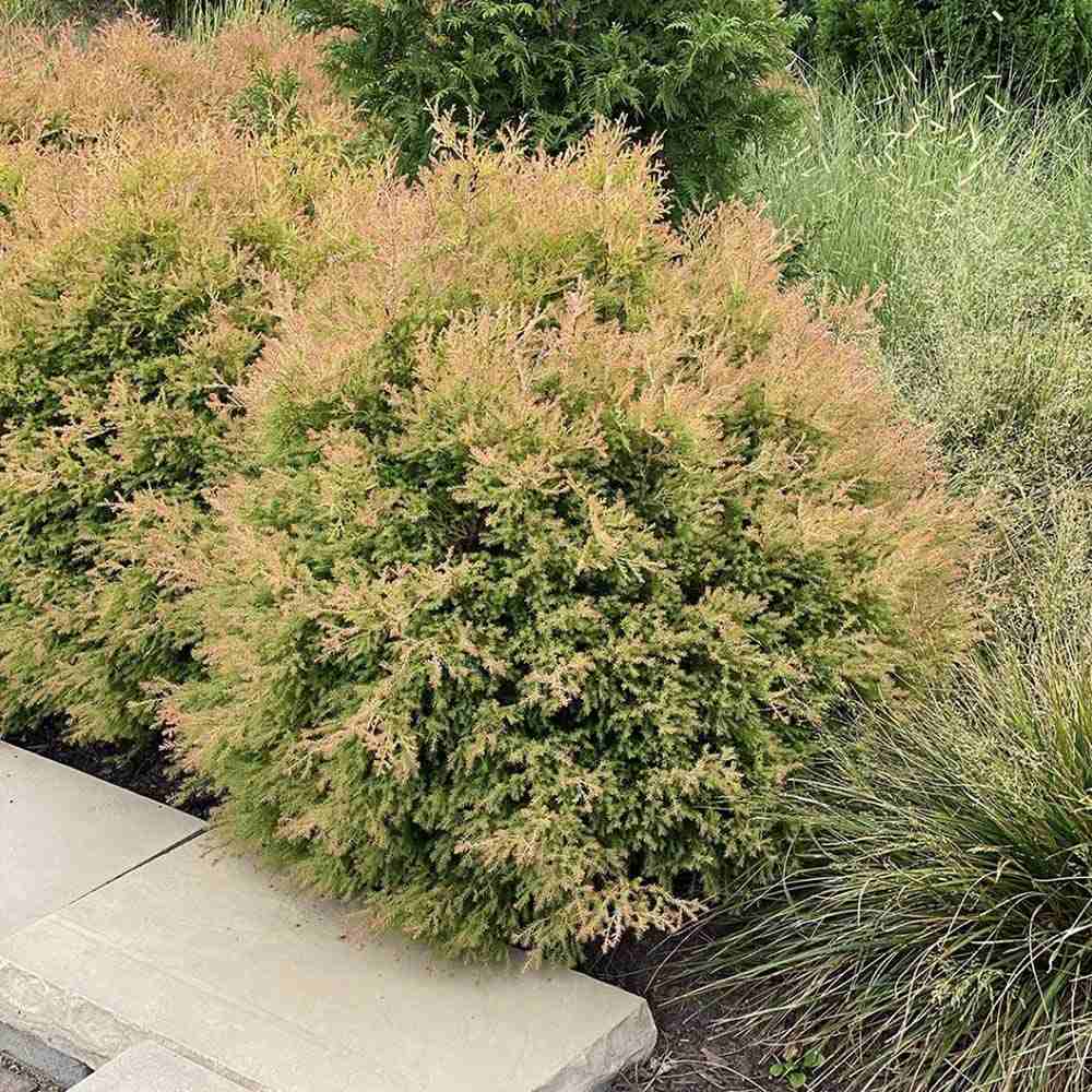 Tuia Occidentalis Fire Chief