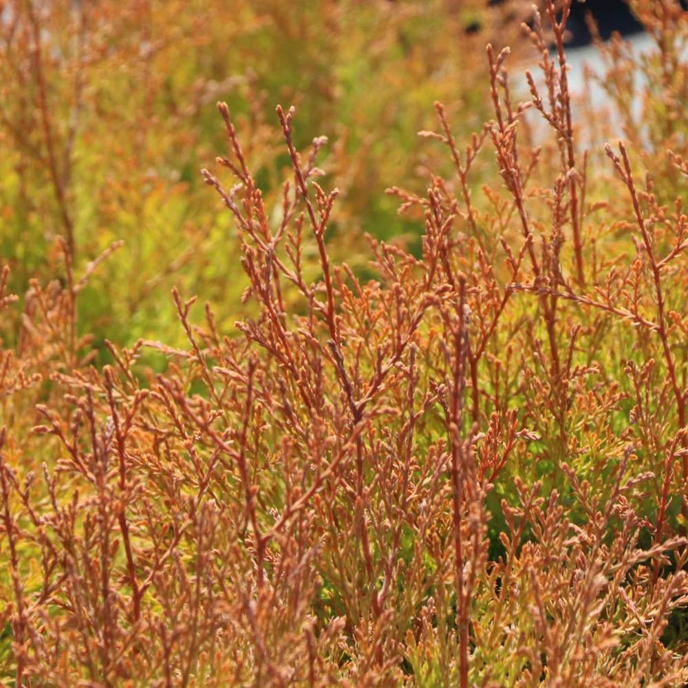 Tuia Occidentalis Fire Chief