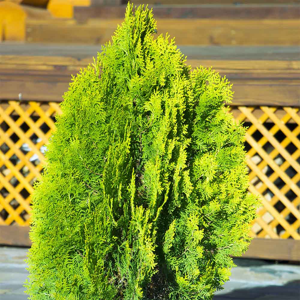 Tuia Occidentalis Golden Brabant