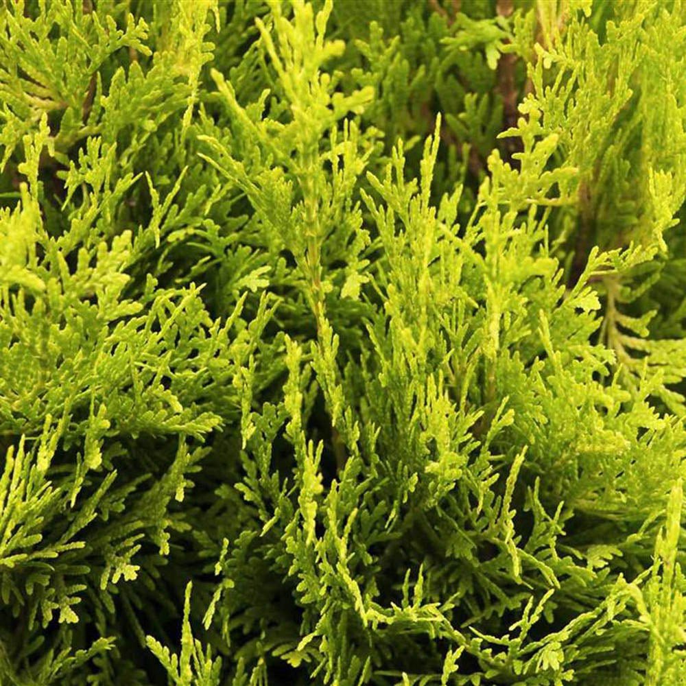 Tuia Occidentalis Jantar