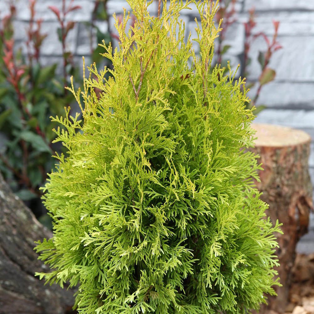 Tuia Occidentalis Jantar