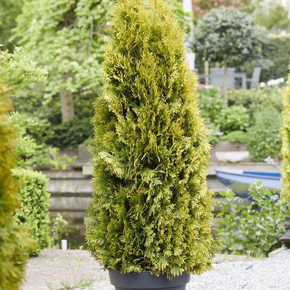 Tuia Occidentalis Jantar