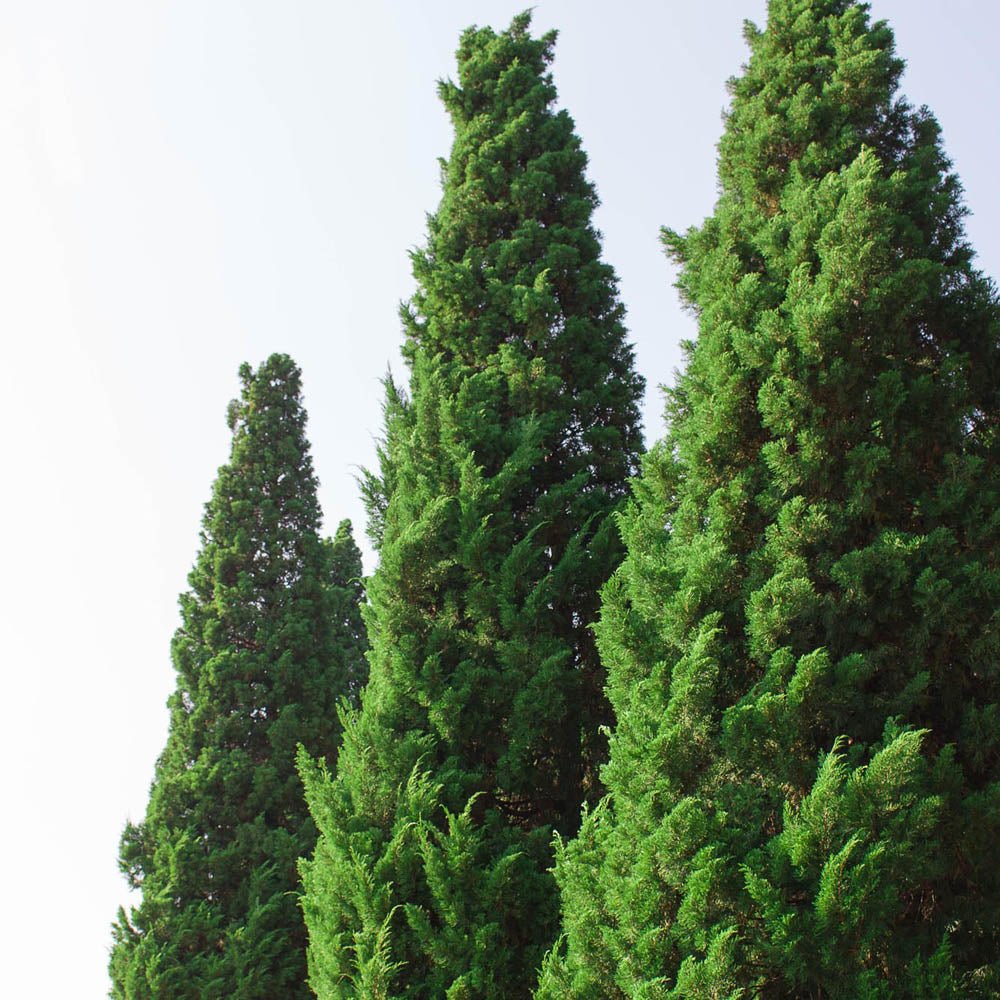 Tuia Occidentalis Pyramidalis Compacta