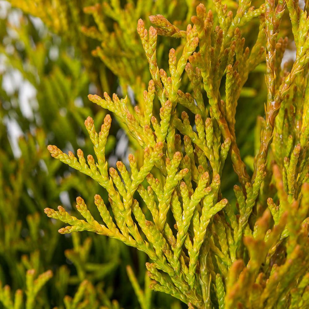 Tuia Occidentalis Smarald D'Or