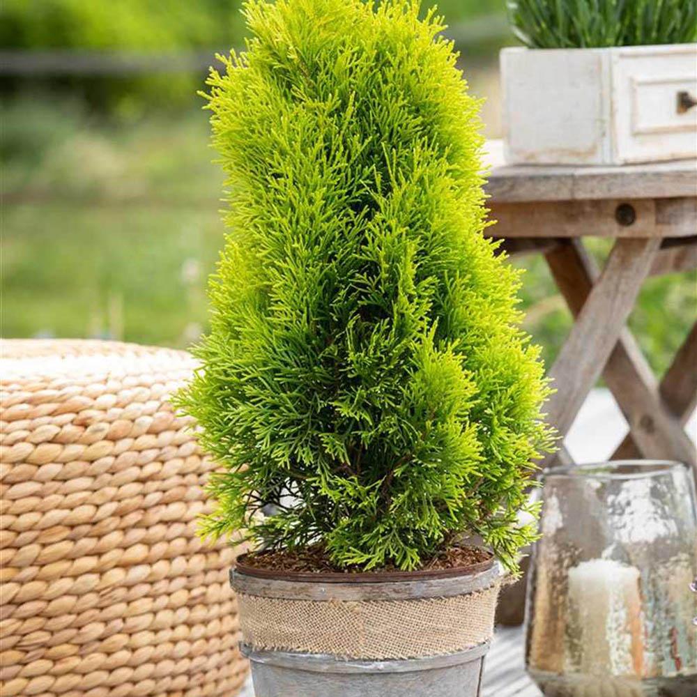 Tuia Occidentalis Smarald D'Or