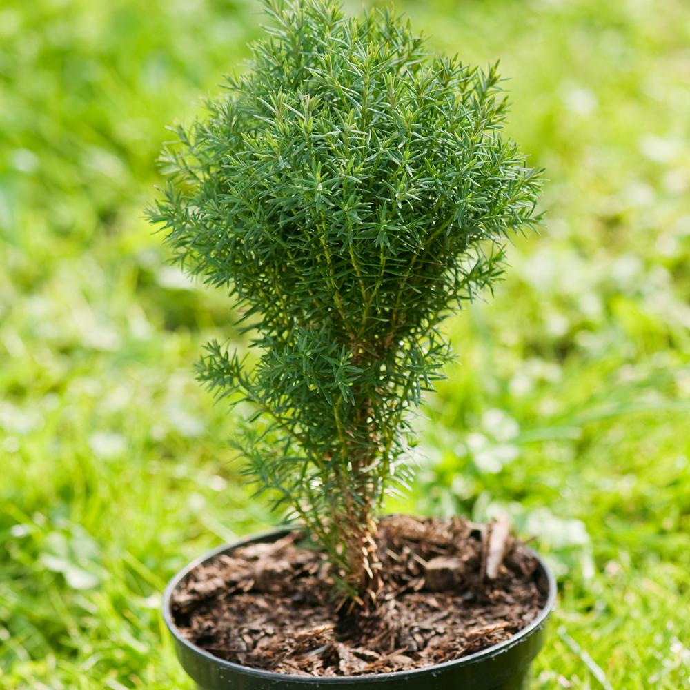 Tuia Occidentalis Teddy