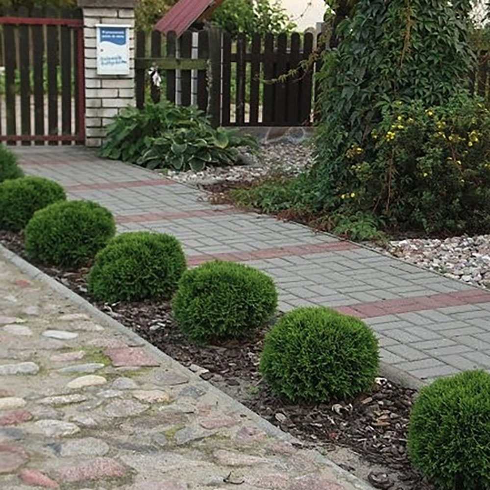 Tuia verde Danica, globular, vesnic verde, solitar sau gard viu