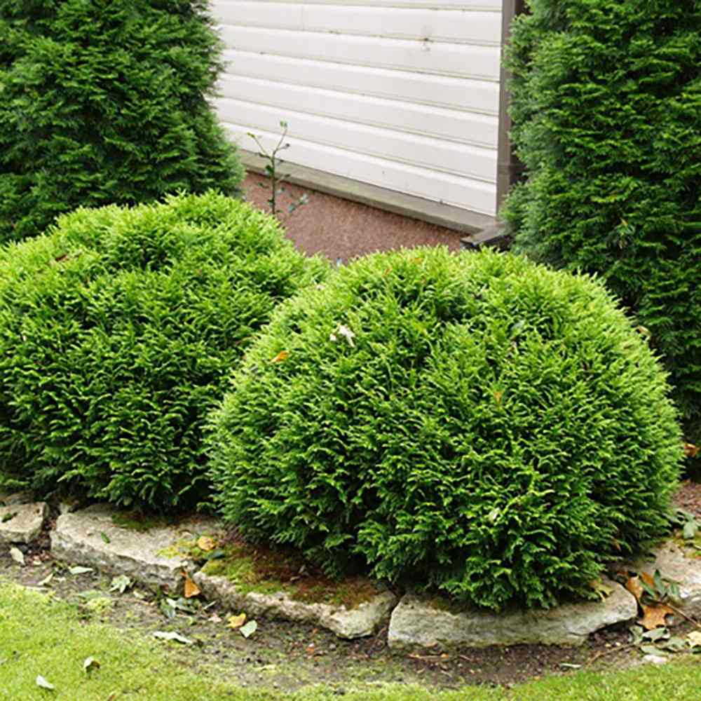 Tuia verde Danica, globular, vesnic verde, solitar sau gard viu