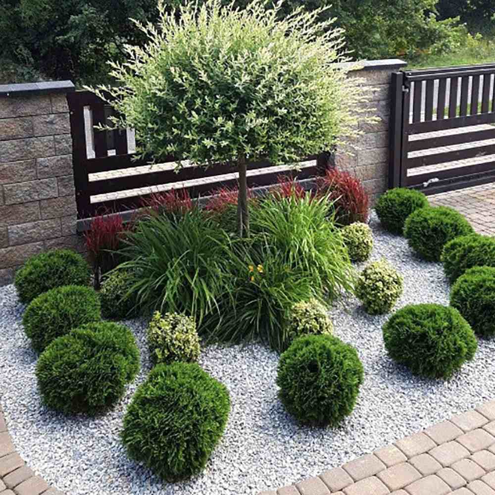 Tuia verde Danica, globular, vesnic verde, solitar sau gard viu