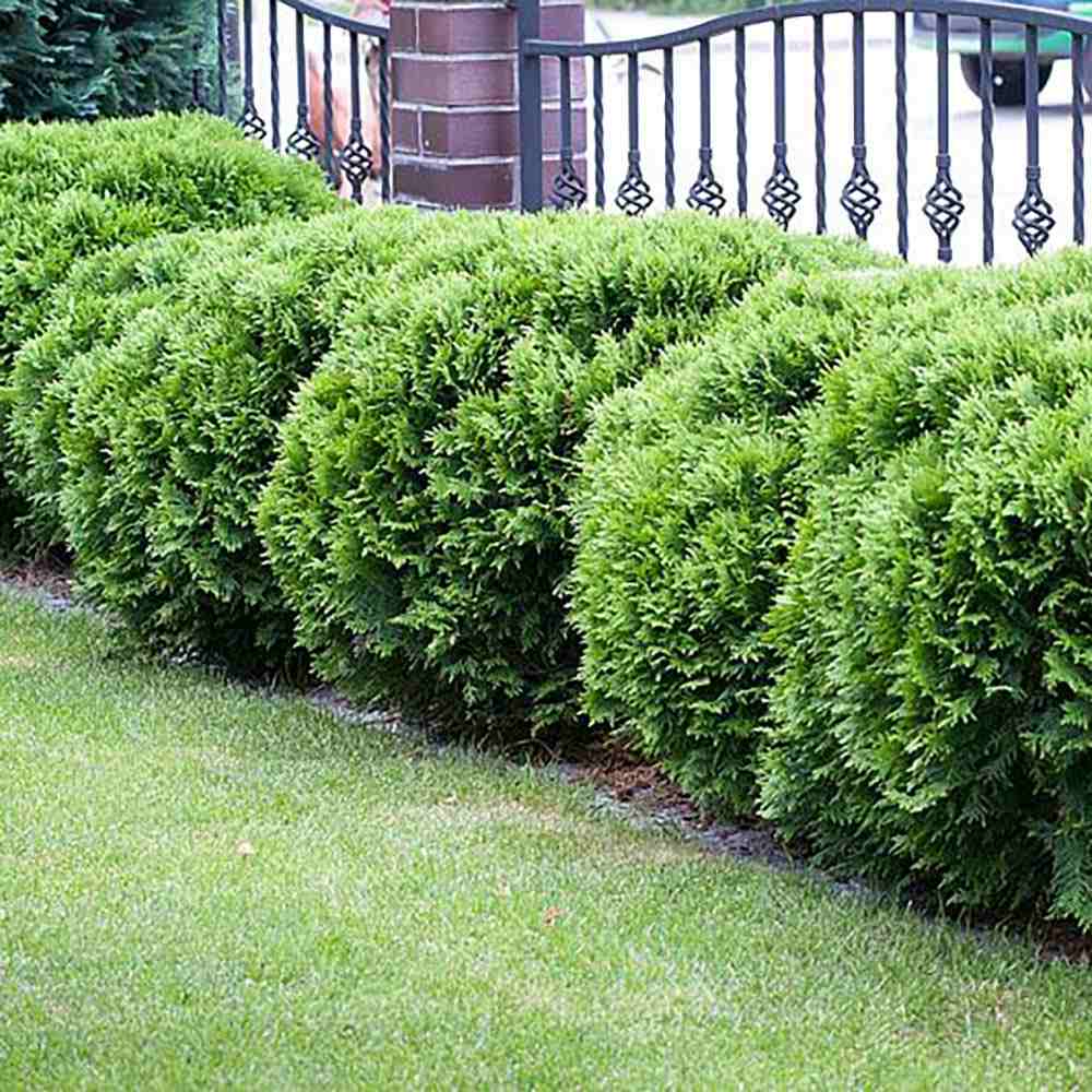 Tuia verde Danica, globular, vesnic verde, solitar sau gard viu