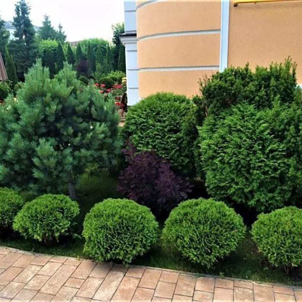 Tuia verde Danica, globular, vesnic verde, solitar sau gard viu