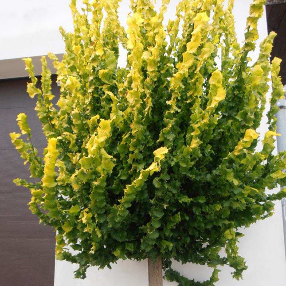 Ulm Olandez auriu (Ulmus Hollandica Wredei)