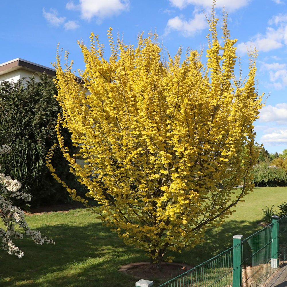 Ulm Olandez auriu (Ulmus Hollandica Wredei)